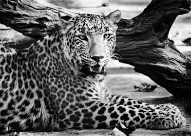 The Leopard