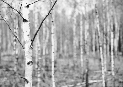 Birch tree bark closeup