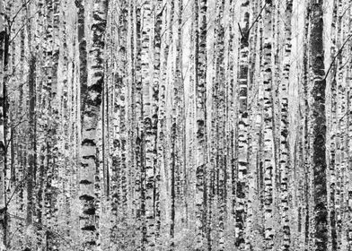 Birches in black and white