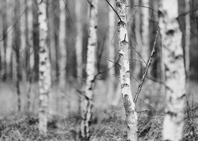 Birch trees in Europe