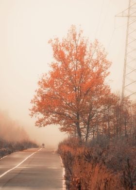 Autumn Road