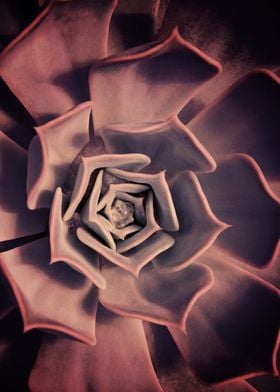 DARKSIDE OF SUCCULENTS XII