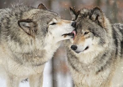 Wolf kisses