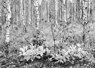 Young birch forest