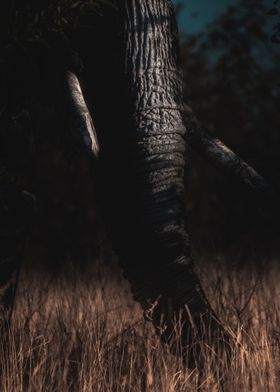 Dark Elephant