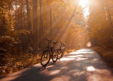 Morning Autumn Forest