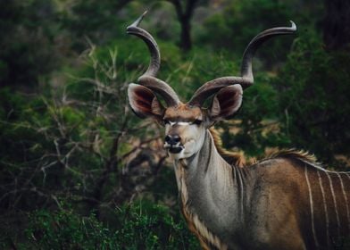 Kudu King of Antelopes