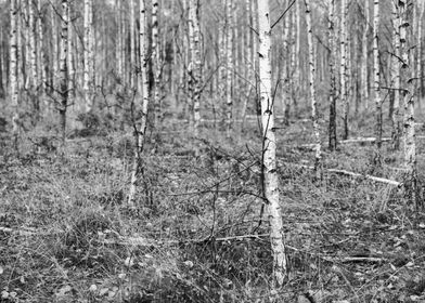 Young birches forest