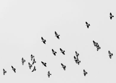 Flying birds