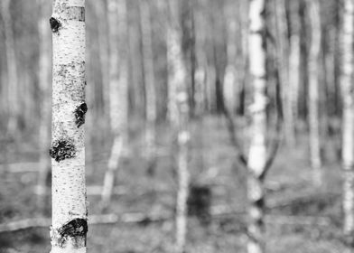 birch forest close up