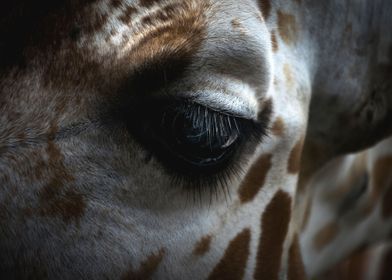 Cute Giraffe Close Up