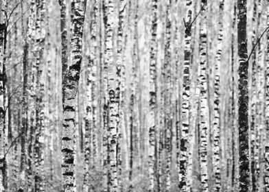 The Birch Forest