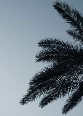 Palm Leaves-preview-0