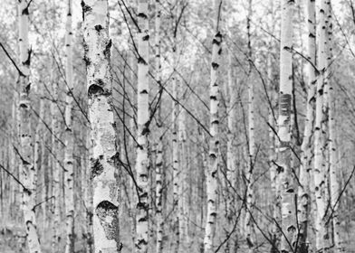 Birches vertical trunks