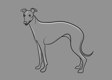 Whippet Dog