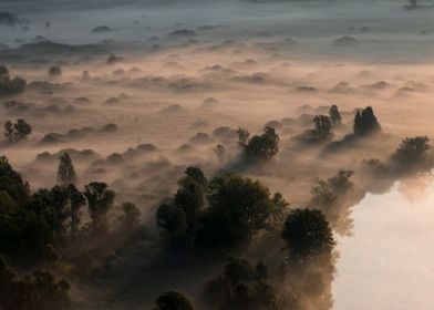 Trees in the morning mist