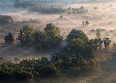 Trees in the morning mist