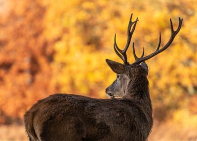 Male deer looking behind