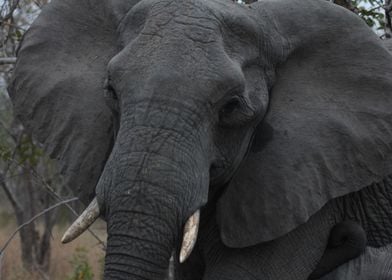 Elephant on Safari 1