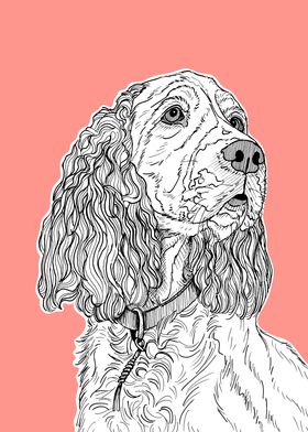 Spaniel Dog Portrait