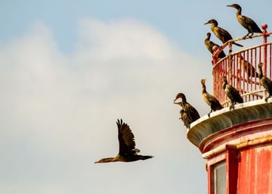 Cormorants on Lighthouse