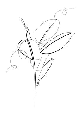 Rubber Plant Line Drawing