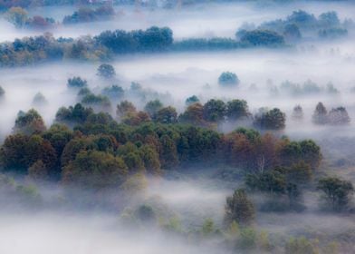 Trees in the morning mist