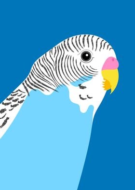 Blue Budgie Bird