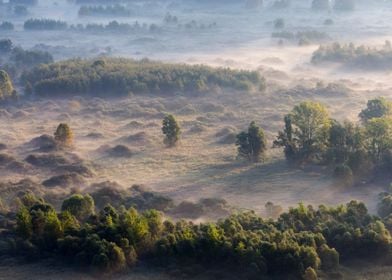 Trees in the morning mist