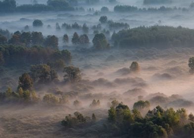 Trees in the morning mist