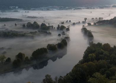 Trees in the morning mist