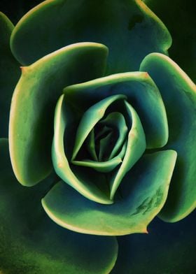 DARKSIDE OF SUCCULENTS 13a