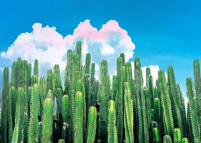 Cactus Summer