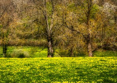 French Meadow