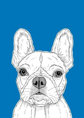 French Bull Terrier