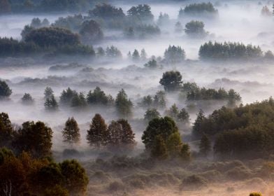 Trees in the morning mist