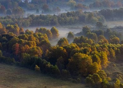 Trees in the morning mist