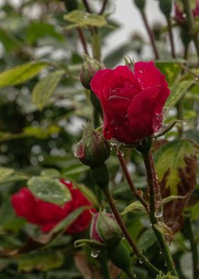 rainy roses 