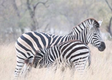 Zebra Mother and Foal 1