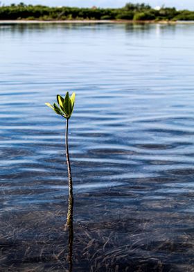 Flowering in adversity