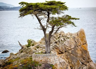 Lone Cypress