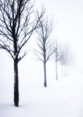 Trees in a line