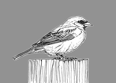 Sparrow Bird Drawing