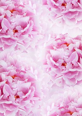 Flower Dream-preview-2