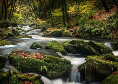 Late Autumn Moss