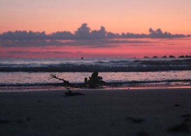 Branch on the shore