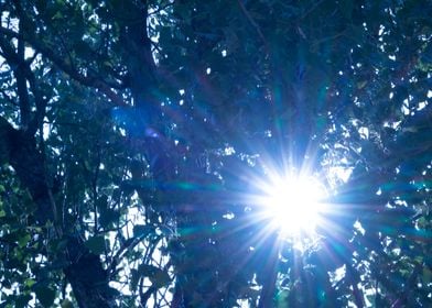 Sun rays through leafs