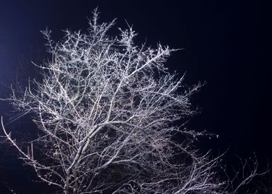 Winter tree