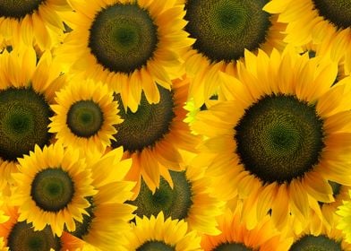 Sunflower Montage