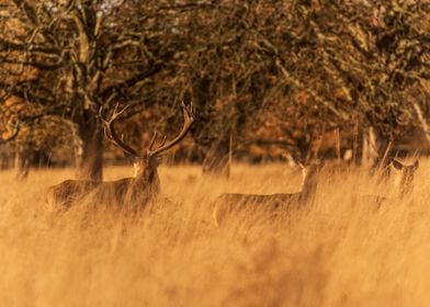 Deers in Autumn